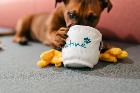 Dog Plush Toy - Earth Rated x P.L.A.Y. Montreal Munchies Collab