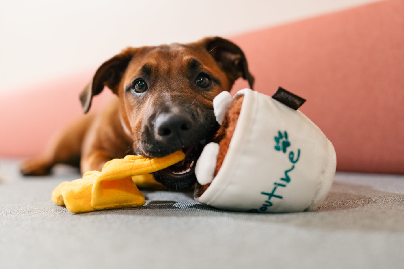 P.L.A.Y. x Earth Rated Montreal Munchies dog plush toy Singapore - in use