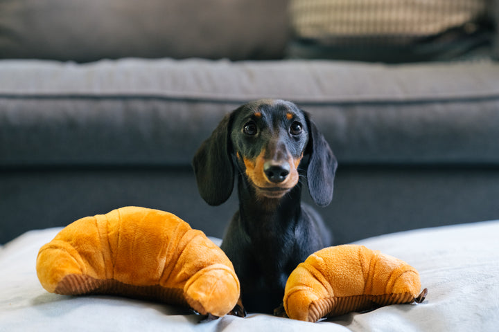 Dog Plush Toy - Barking Brunch Collection