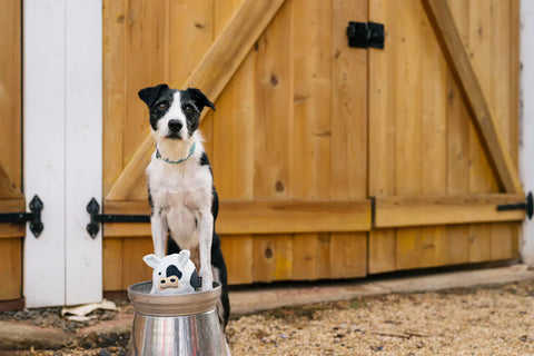 Dog Plush Toy - Barnyard Buddies - Cole the Cow