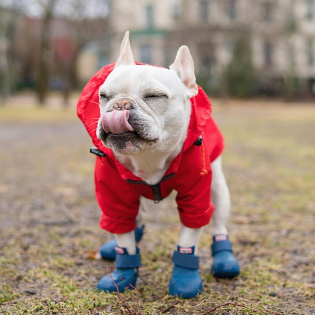 Wagwear Dog Boots - WagWellies™ (1 pair of 2)