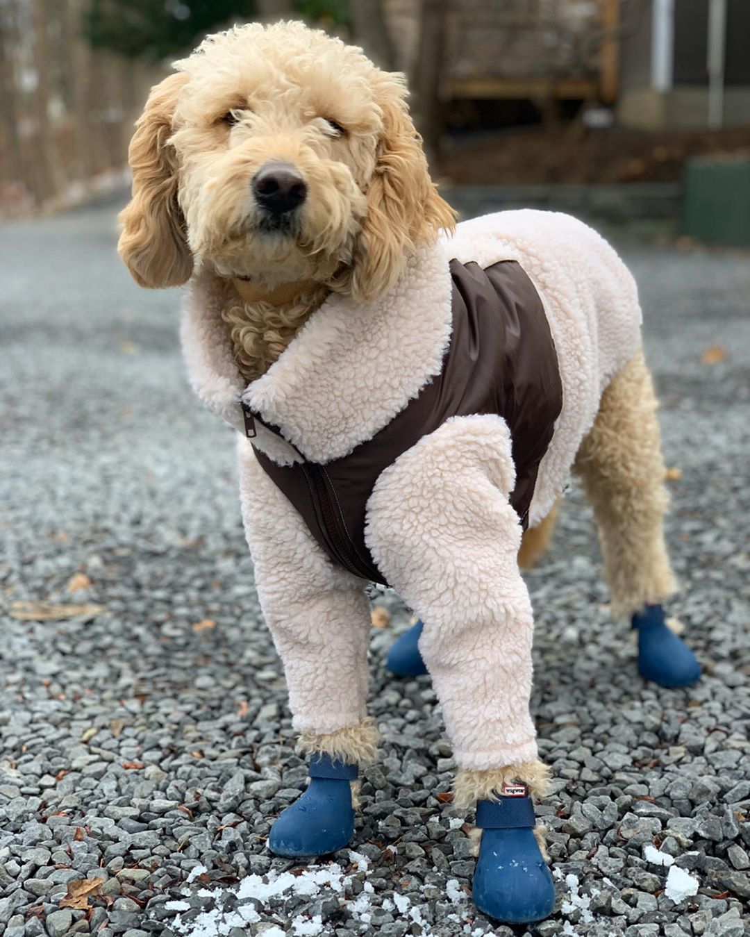 Wagwear Dog Boots - WagWellies™ (1 pair of 2)
